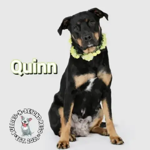 Quinn