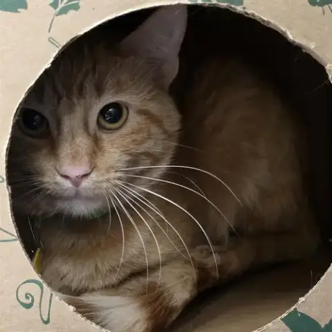 Papino