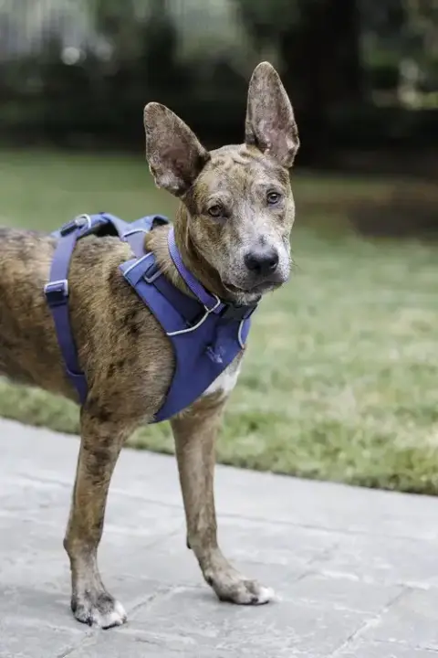 Saint- Diamond Dog photo 5