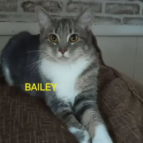 Bailey