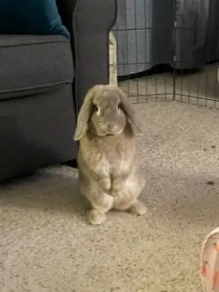 Tofu photo 3
