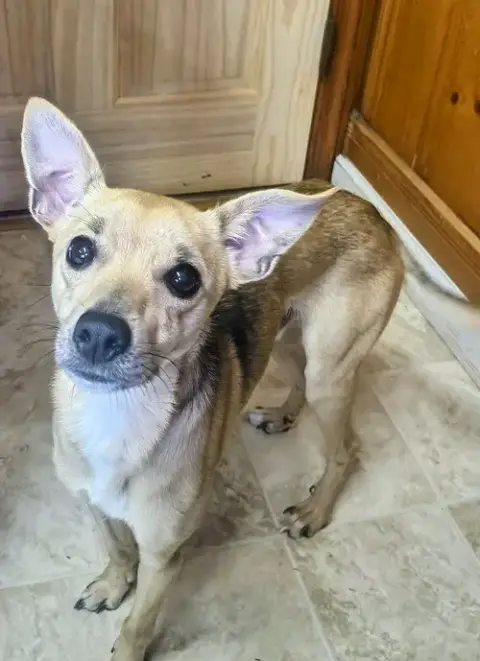 Milo photo 4