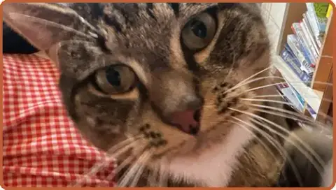Mochi **Courtesy Post