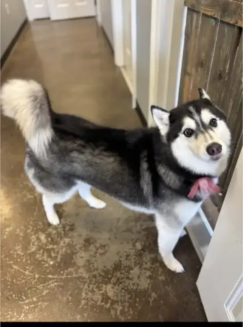Xina- Fluffy Princess