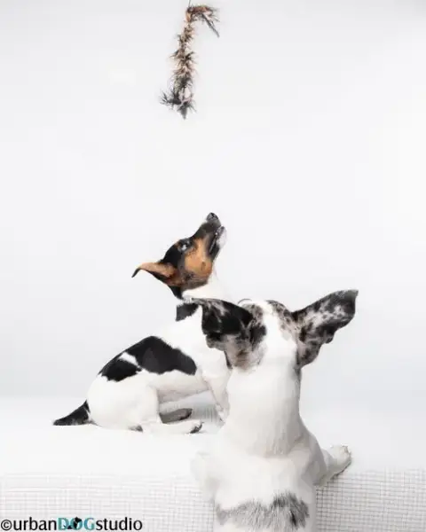 Peach & Sprout photo 5