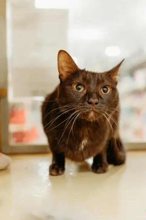 Ganache