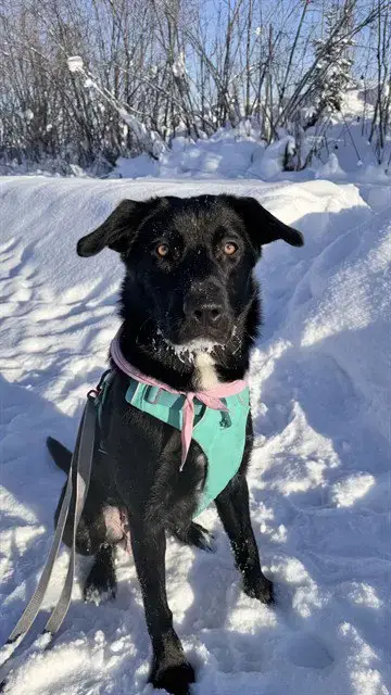 Daisy