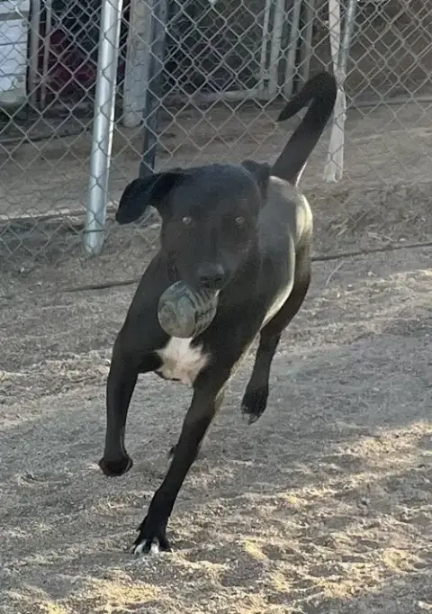 Rocky photo 4