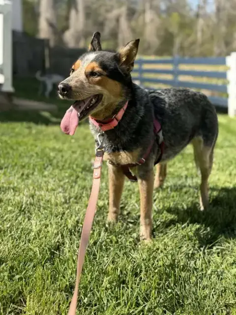 Allie: Not At Shelter