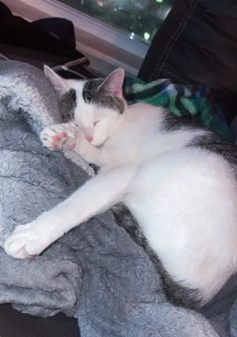 Patches photo 2