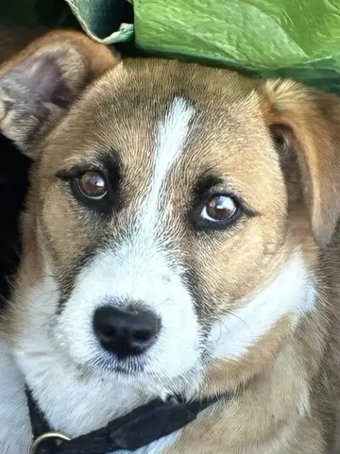 Posie