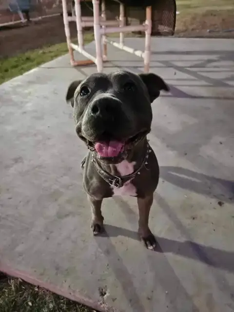 Roxy photo 4