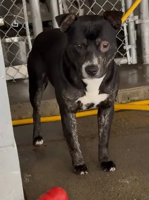 Lincoln *Adopt Or Foster*