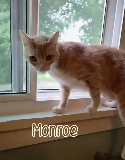 Monroe photo 2