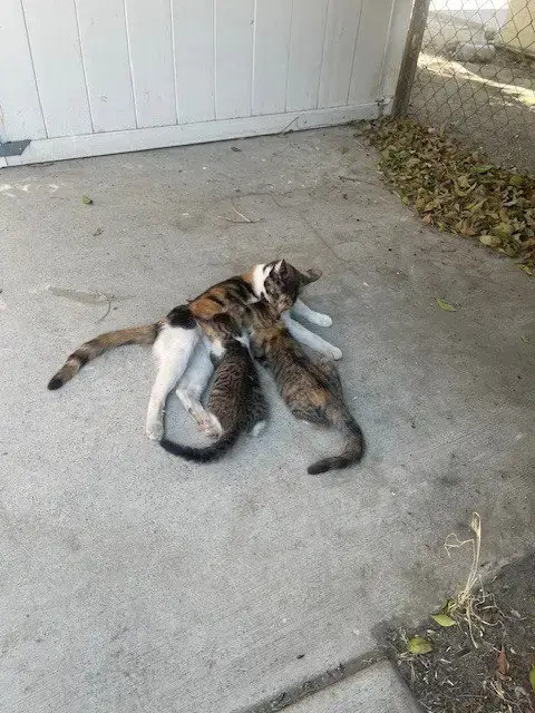 Mama Cat photo 2