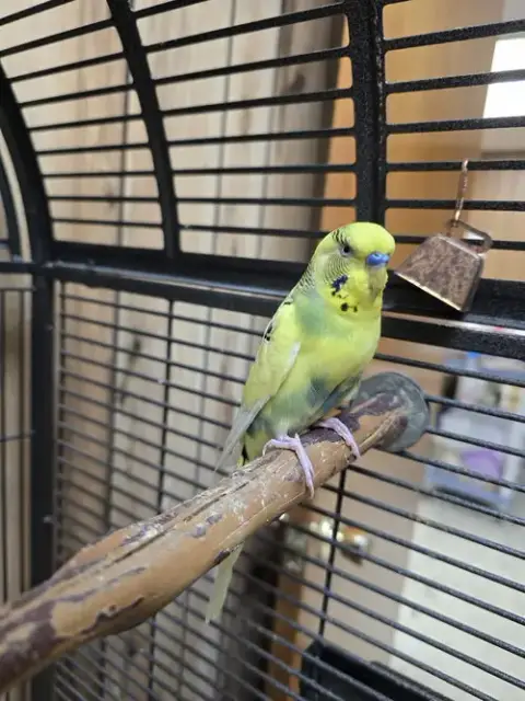 Joey photo 2