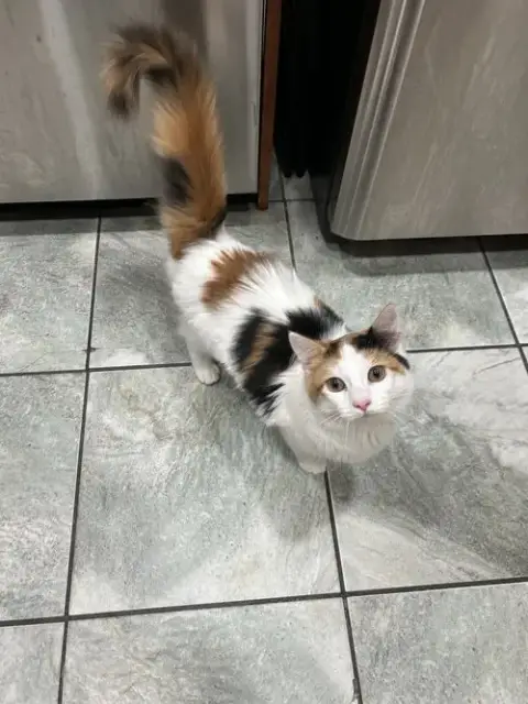 Lola