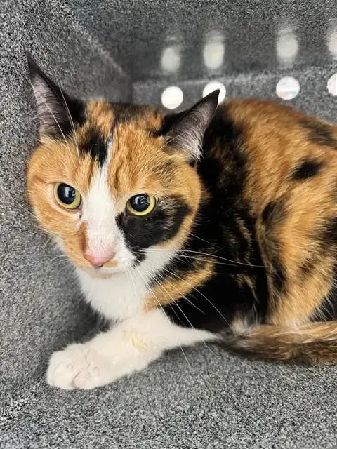 Lola
