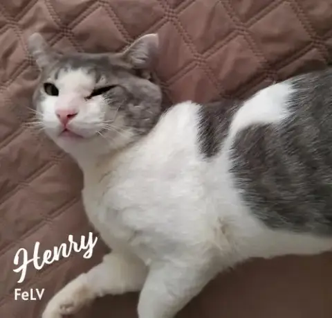 Henry #Rags-To-Riches