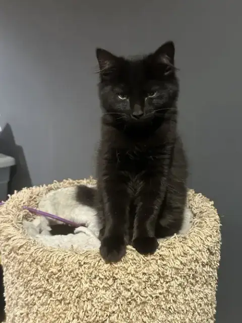 Arwen
