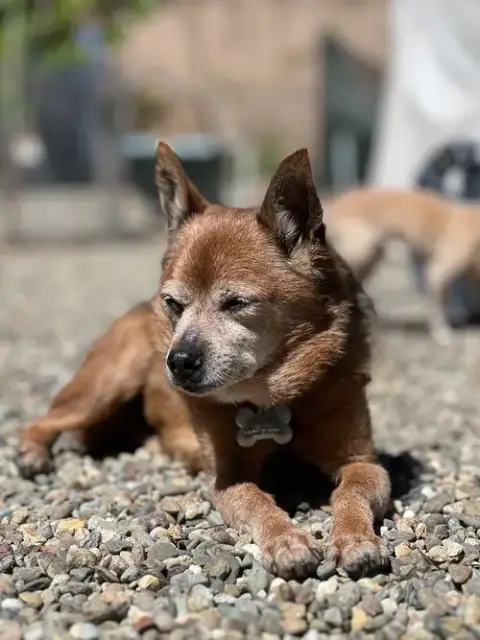 Dexter photo 2