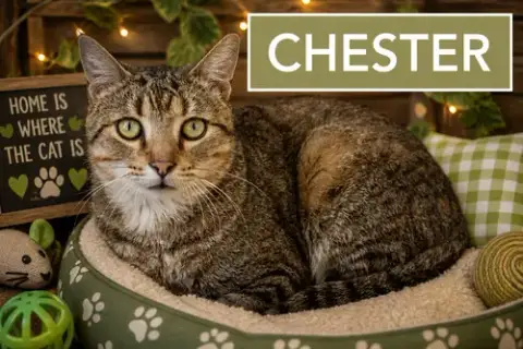 Chester