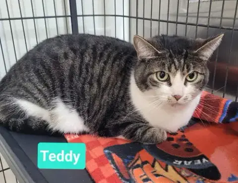 Teddy photo 3
