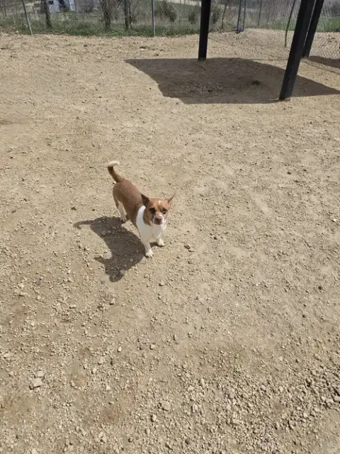 Chip