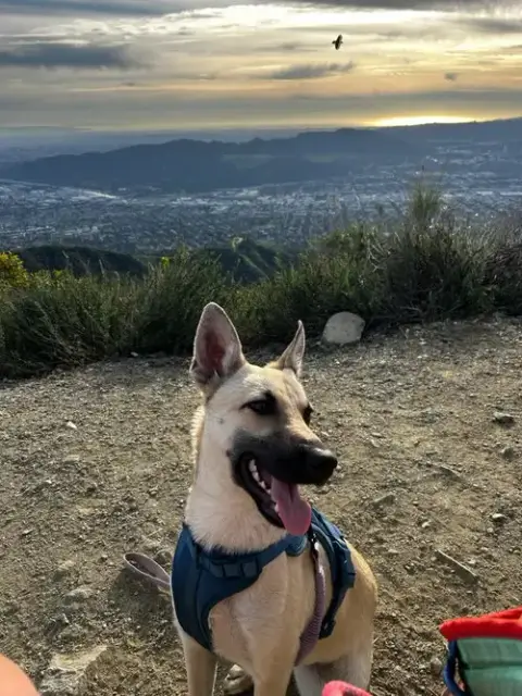 Ella