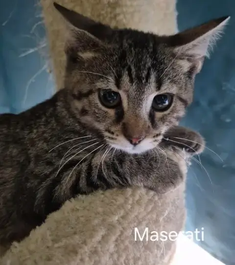 Maserati photo 2
