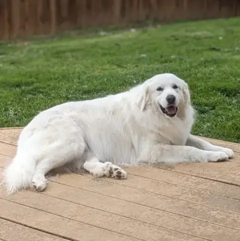 Lumi Bonded With Balou photo 2
