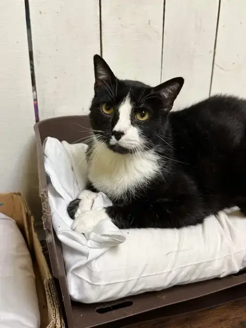 Baxter