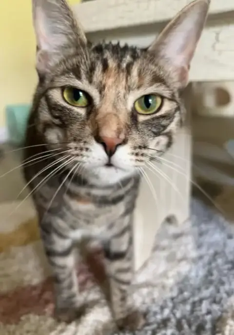 Icelyn