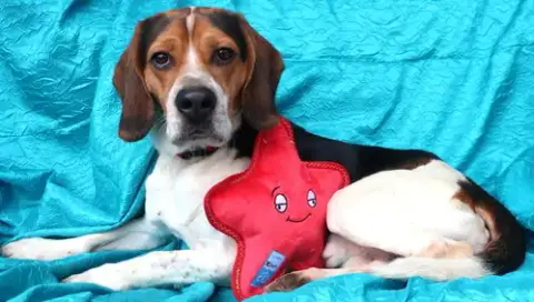 Sonny Or Snoopy photo 2