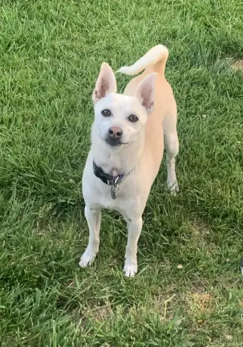 Toby photo 2