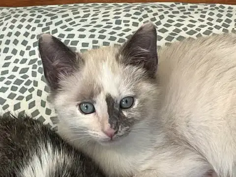Flurry