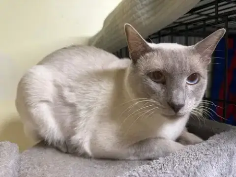 Nimbus