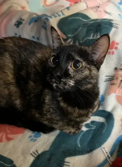Delilah