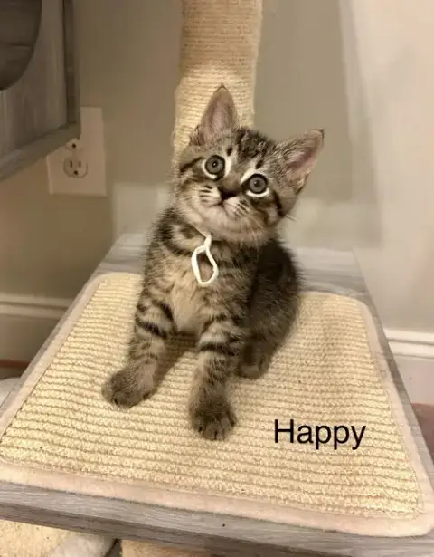 Happy