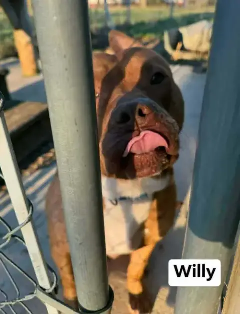 Willy photo 4
