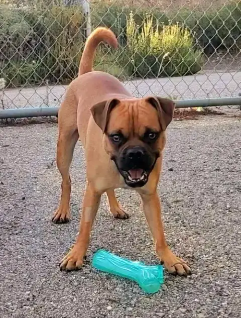 Arlo