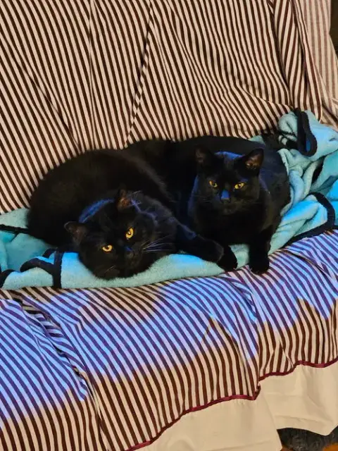 Mittens photo 2