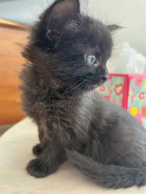 Tina