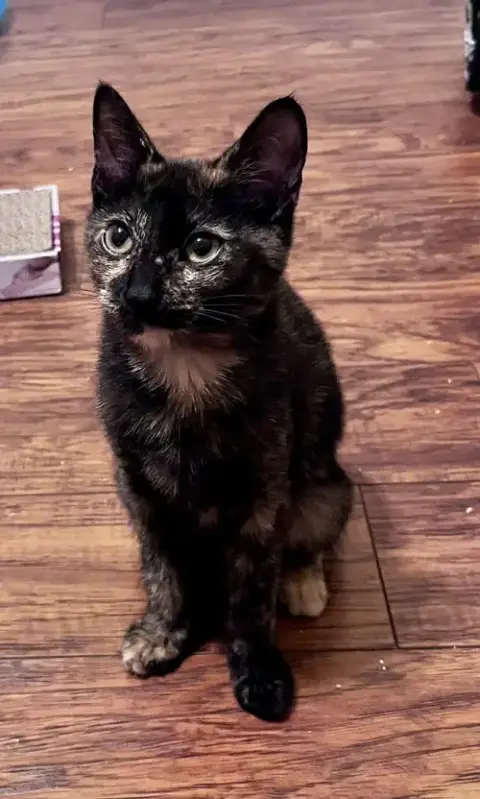 Athena