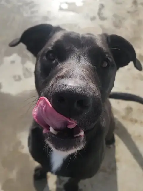 Timber