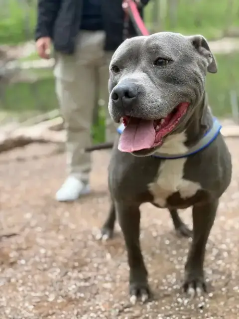 Bluey