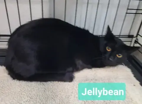 Jelly Bean photo 3