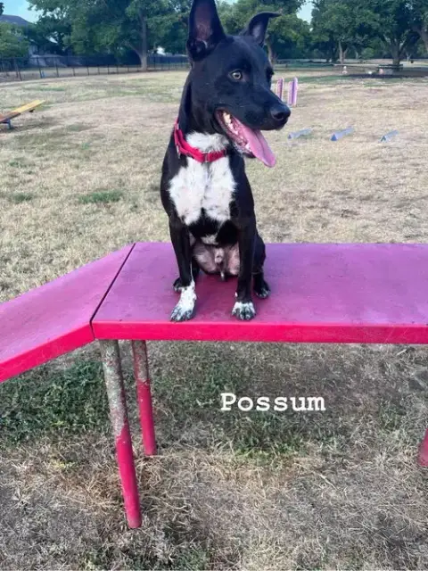 Possum photo 3