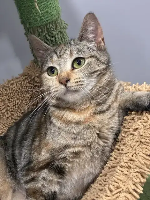 Bela