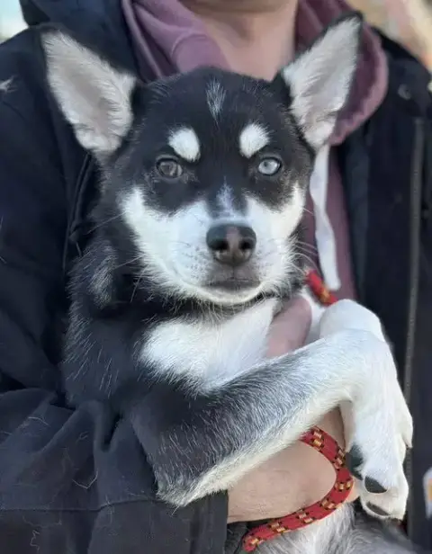 Baron